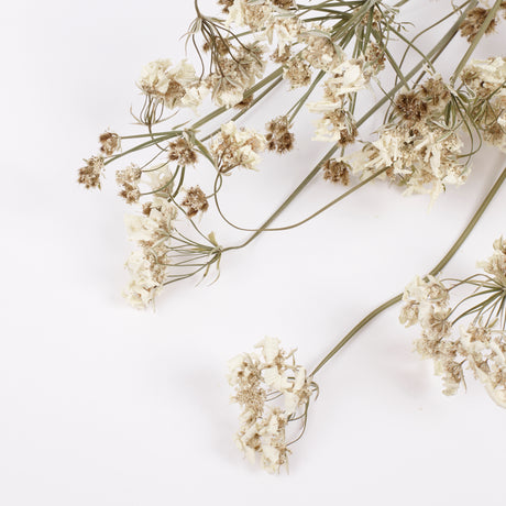 Orlaya, British, Dried, Natural, 60cm Bunch 10 stems