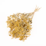 Alchemilla Mollis, British, Dried, Natural, 30cm Bunch 10 stems