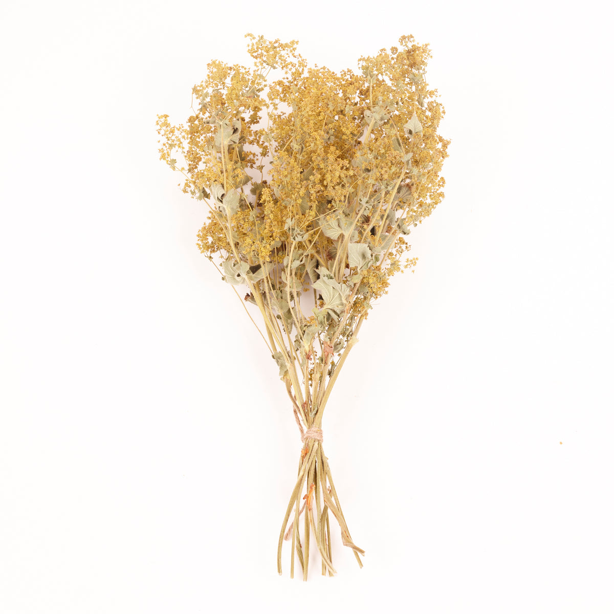 Alchemilla Mollis, British, Dried, Natural, 30cm Bunch 10 stems