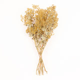 Alchemilla Mollis, British, Dried, Natural, 30cm Bunch 10 stems