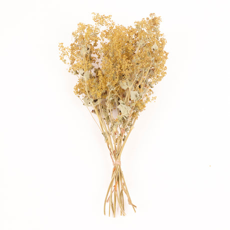 Alchemilla Mollis, British, Dried, Natural, 30cm Bunch 10 stems