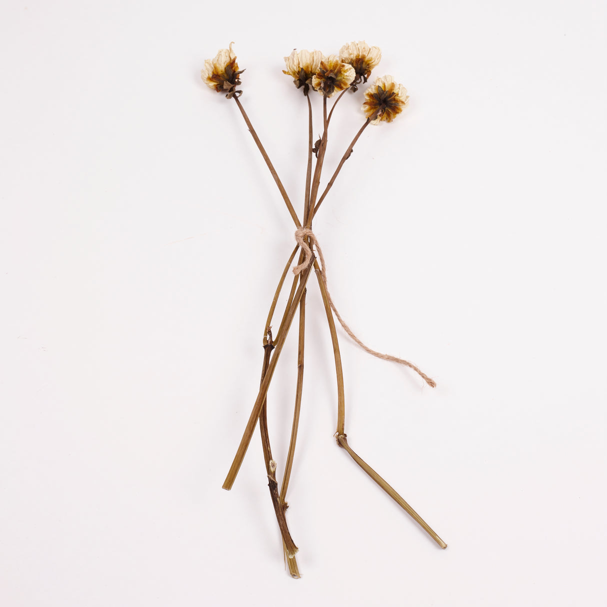 Dahlia, British, Natural White, Bunch x 5 Stems