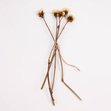 Dahlia, British, Natural White, Bunch x 5 Stems