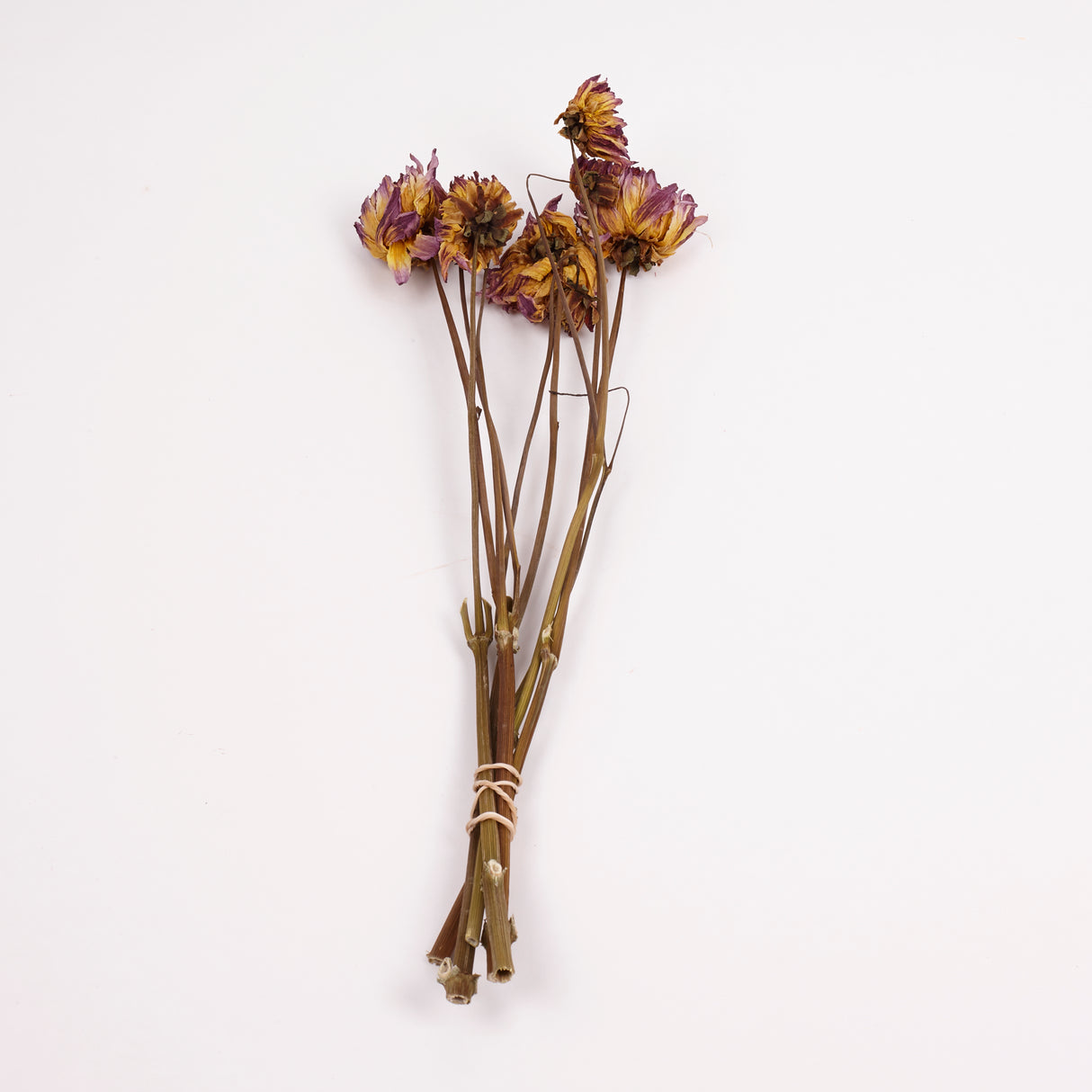 Dahlia zingaro, British, Natural Lilac/Pink, Bunch x 5 Stems