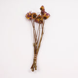 Dahlia zingaro, British, Natural Lilac/Pink, Bunch x 5 Stems