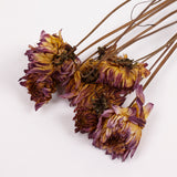 Dahlia zingaro, British, Natural Lilac/Pink, Bunch x 5 Stems