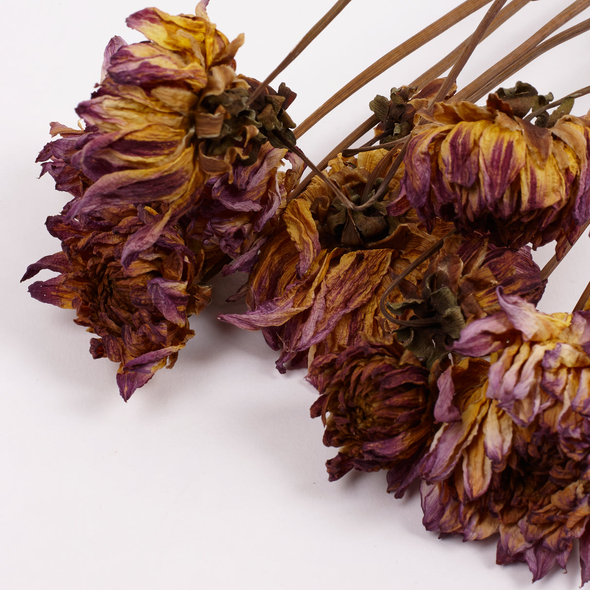 Dahlia zingaro, British, Natural Lilac/Pink, Bunch x 5 Stems