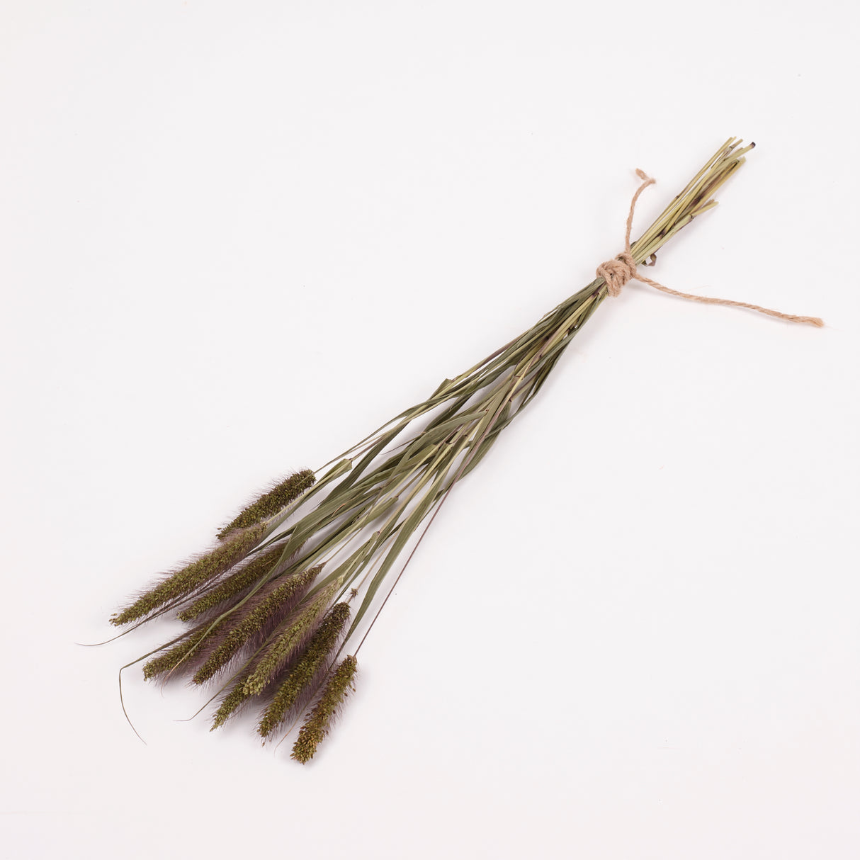 Setaria Italica (Foxtail Grass), British, Dried, 10 stem Bunchlett