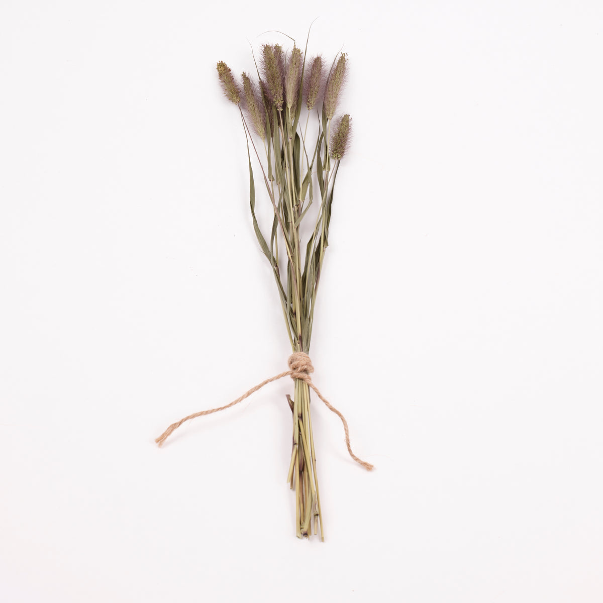 Setaria Italica (Foxtail Grass), British, Dried, 10 stem Bunchlett