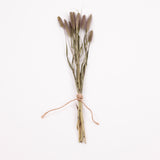 Setaria Italica (Foxtail Grass), British, Dried, 10 stem Bunchlett