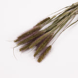 Setaria Italica (Foxtail Grass), British, Dried, 10 stem Bunchlett