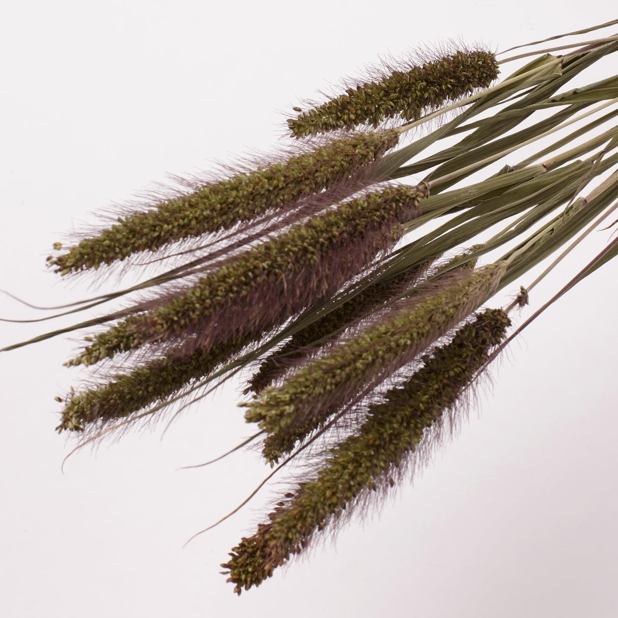 Setaria Italica (Foxtail Grass), British, Dried, 10 stem Bunchlett