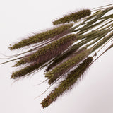 Setaria Italica (Foxtail Grass), British, Dried, 10 stem Bunchlett