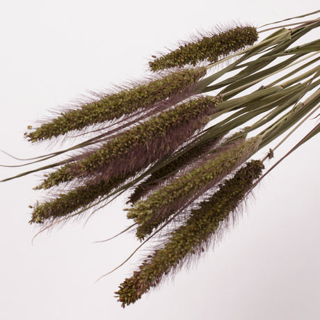 Setaria Italica (Foxtail Grass), British, Dried, 10 stem Bunchlett