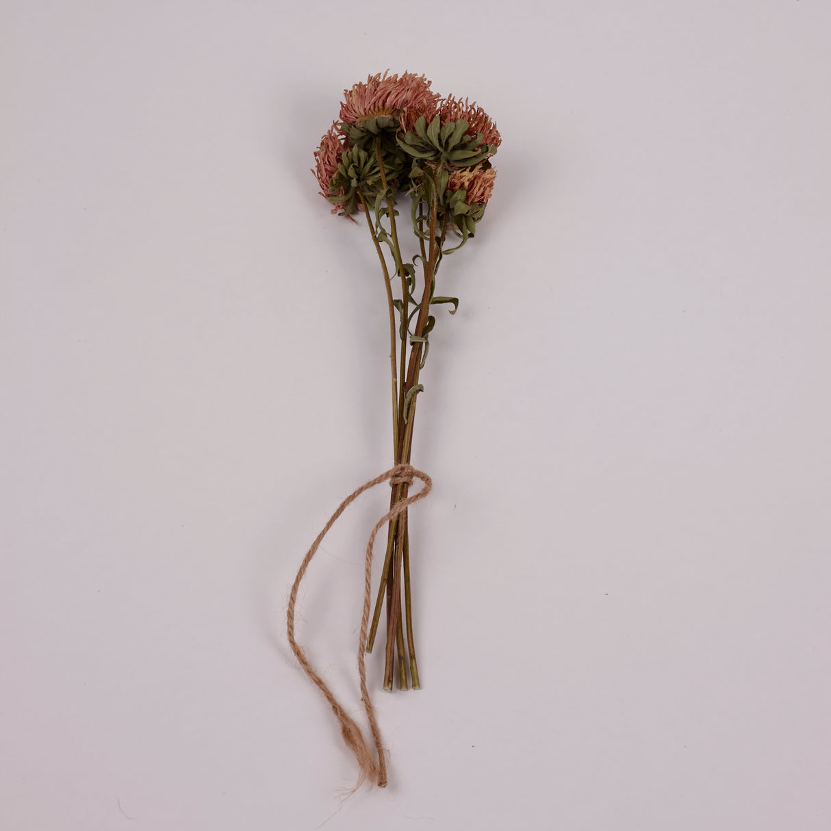 Aster, British, Natural Peach, Bunch x 5 Stems