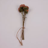 Aster, British, Natural Peach, Bunch x 5 Stems