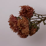 Aster, British, Natural Peach, Bunch x 5 Stems