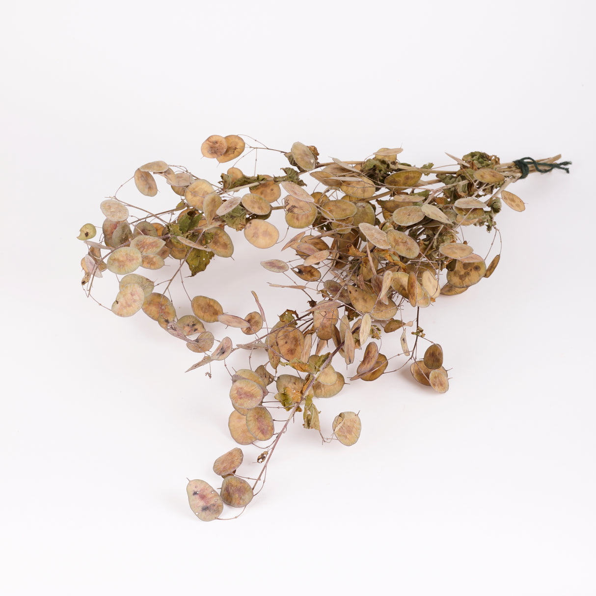 Lunaria (Honesty), British, Unpeeled, Bunch x 5 Stems