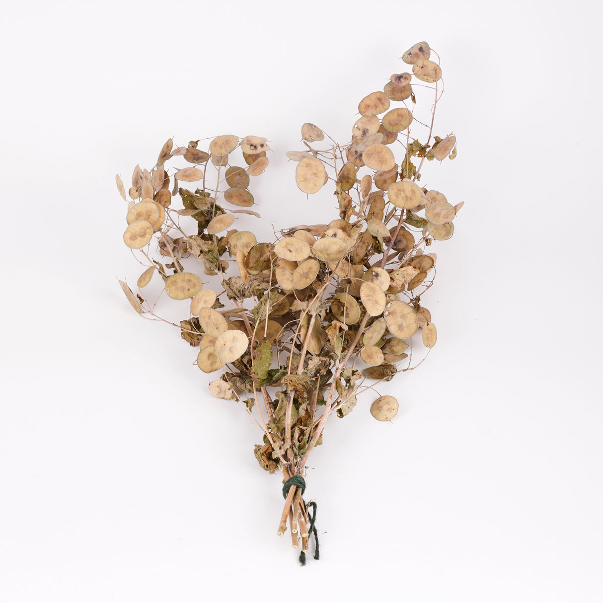 Lunaria (Honesty), British, Unpeeled, Bunch x 5 Stems