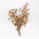 Lunaria (Honesty), British, Unpeeled, Bunch x 5 Stems