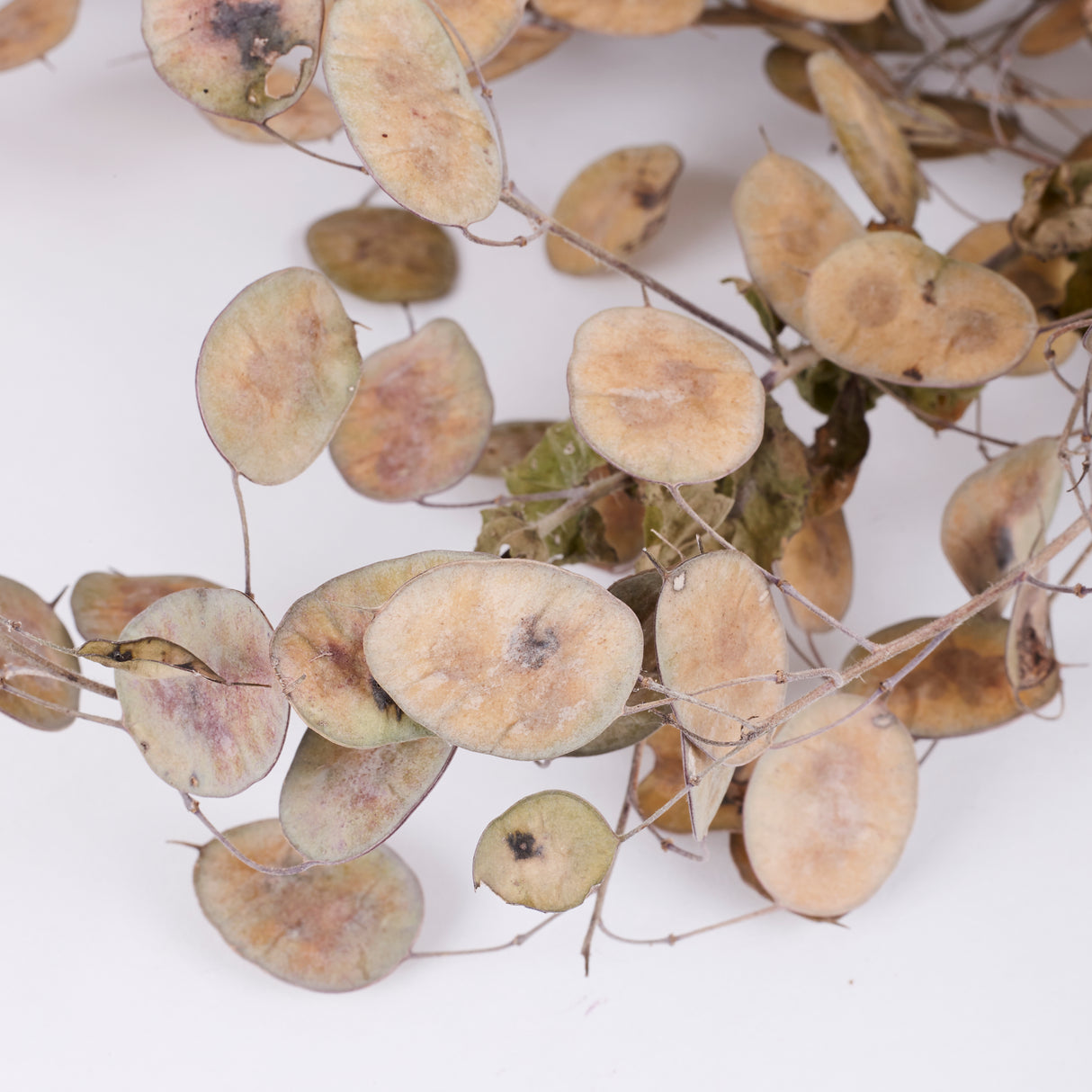 Lunaria (Honesty), British, Unpeeled, Bunch x 5 Stems