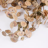 Lunaria (Honesty), British, Unpeeled, Bunch x 5 Stems
