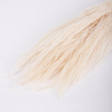 Agrostis (Bent Grass), Dried, White, 50g Bunch