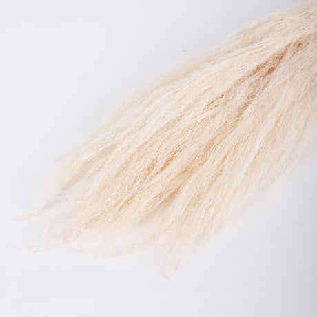 Agrostis (Bent Grass), Dried, White, 50g Bunch