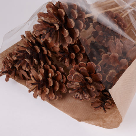 Pine cone on Pick, Natural, Bunch x 12