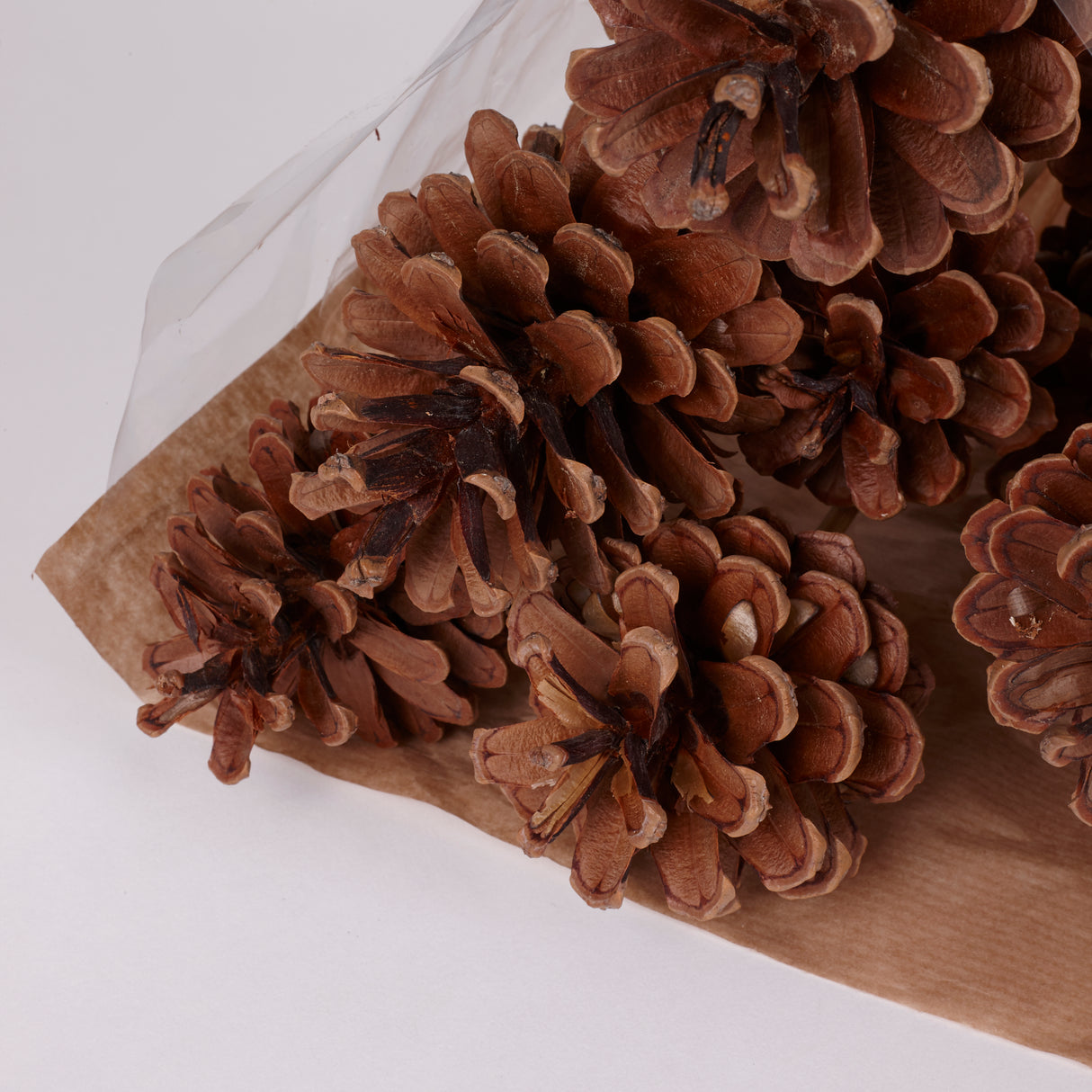 Pine cone on Pick, Natural, Bunch x 12