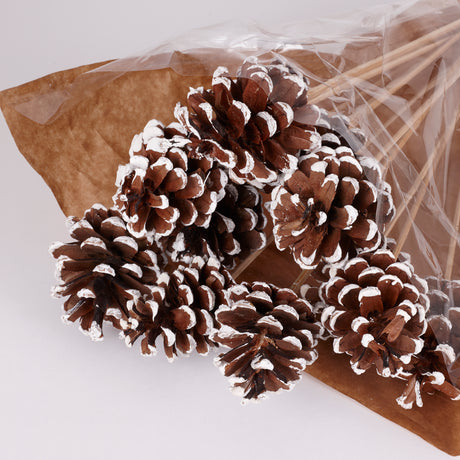 Pine cone on Pick, Natural with White Tip, Bunch x 12
