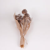 Pine cone on Pick, Natural, Bunch x 12
