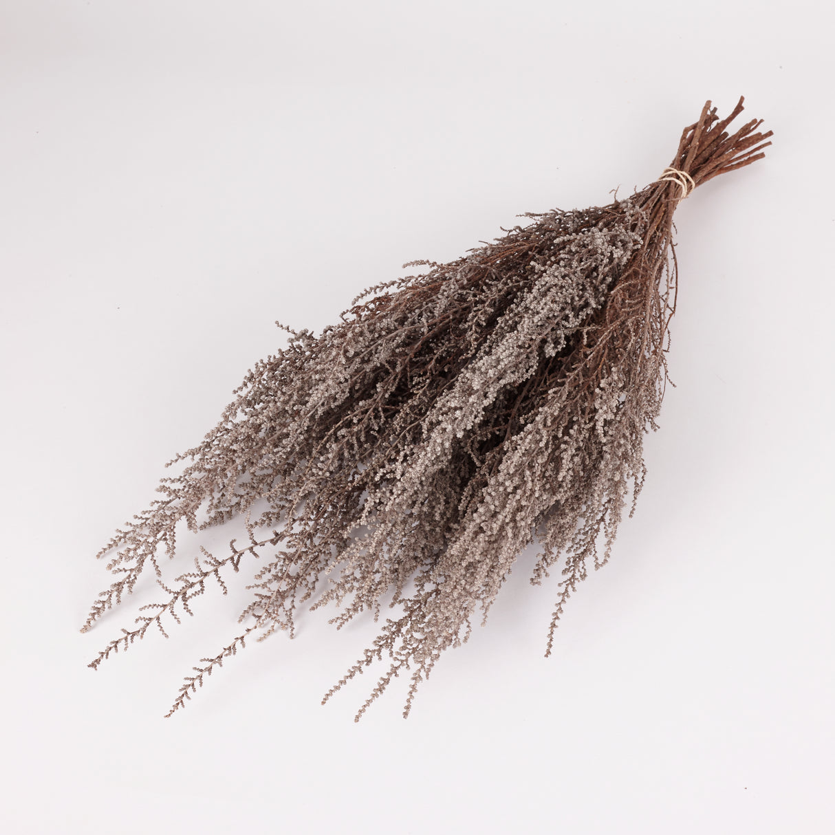 Stoebe, Preserved, Grey, Bunch