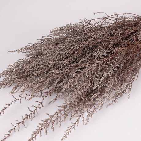 Stoebe, Preserved, Grey, Bunch