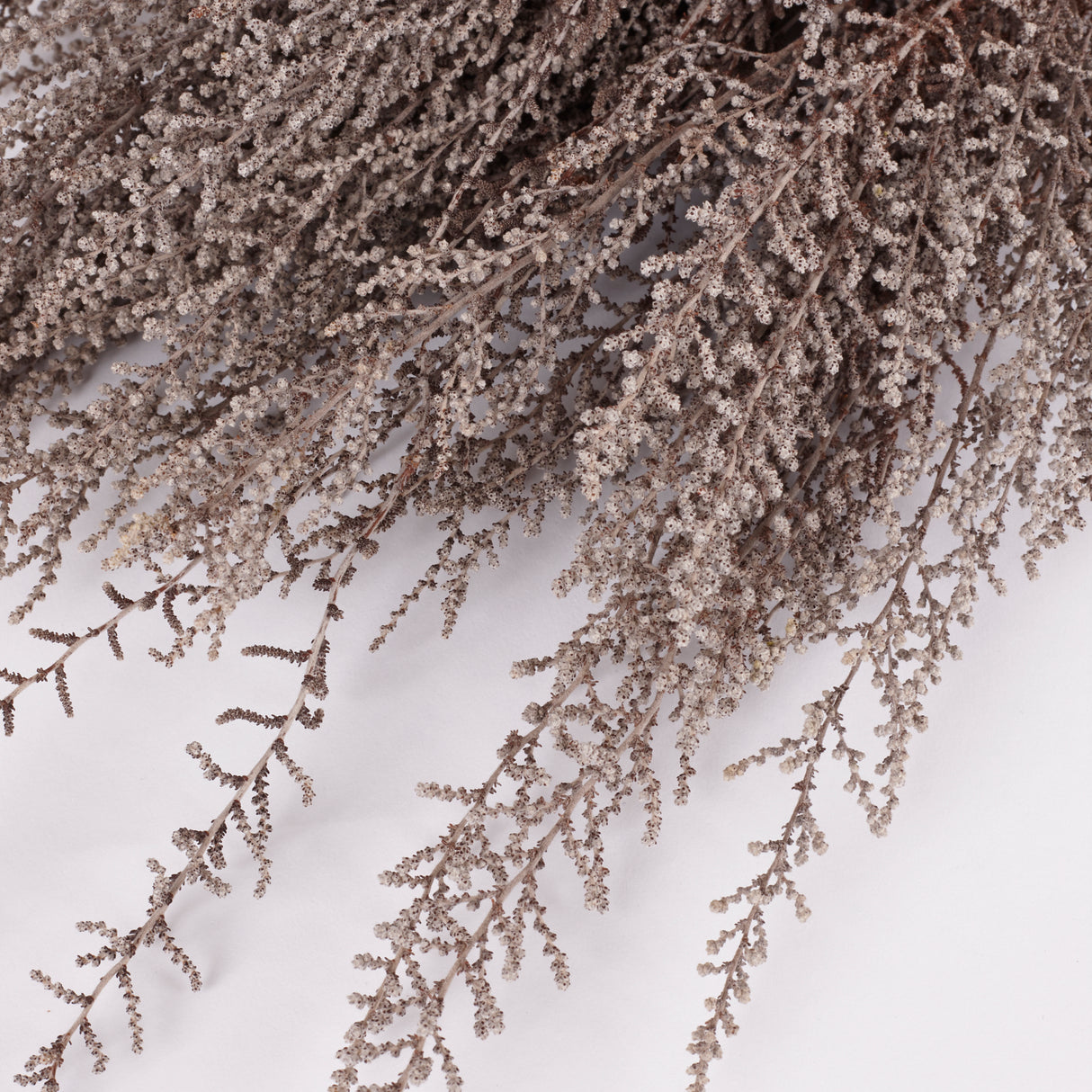 Stoebe, Preserved, Grey, Bunch