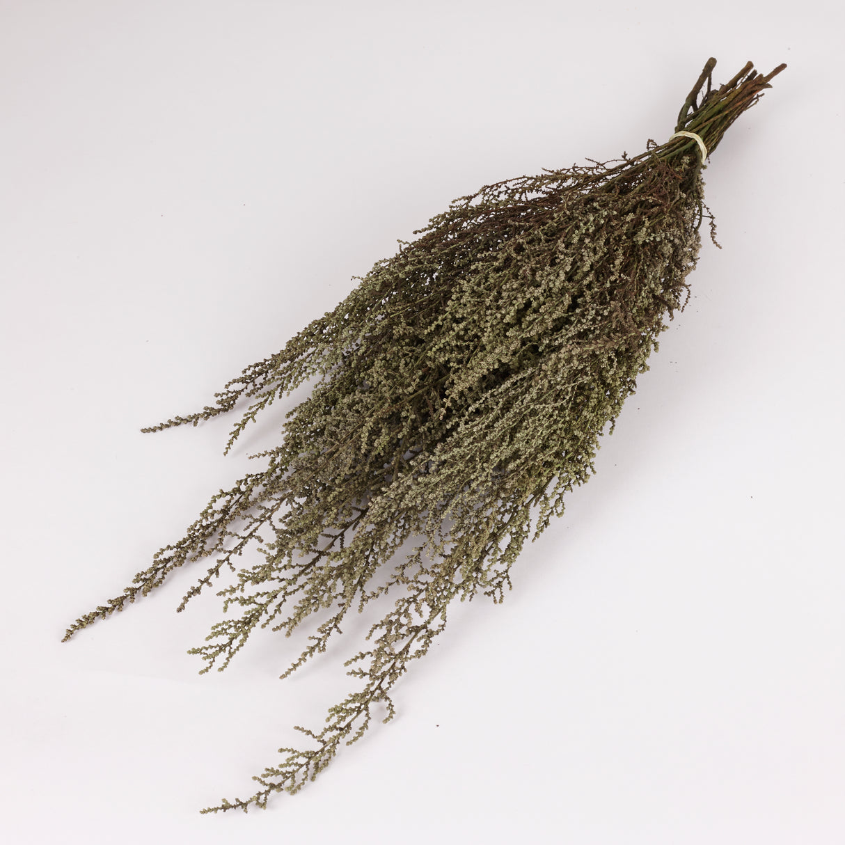 Stoebe, Preserved, Green, Bunch