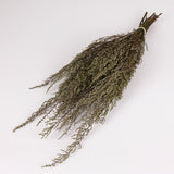 Stoebe, Preserved, Green, Bunch