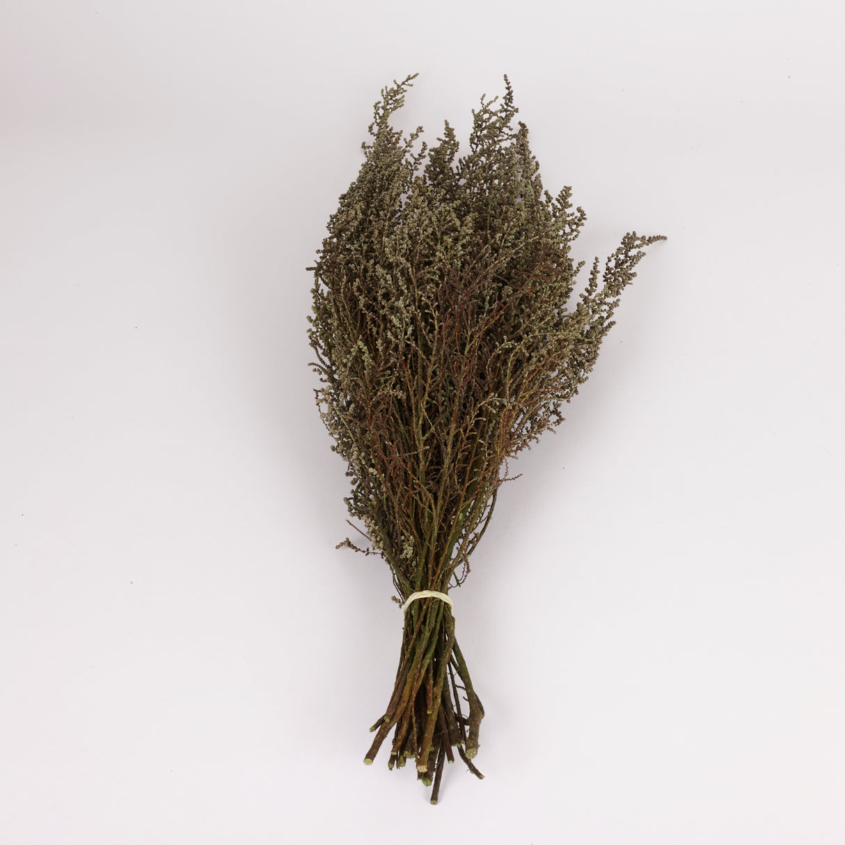 Stoebe, Preserved, Green, Bunch