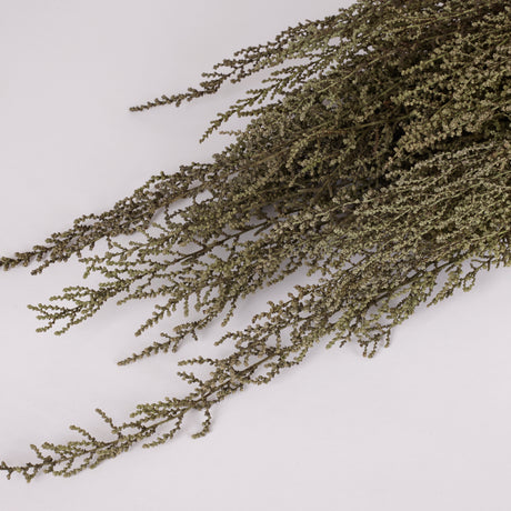 Stoebe, Preserved, Green, Bunch