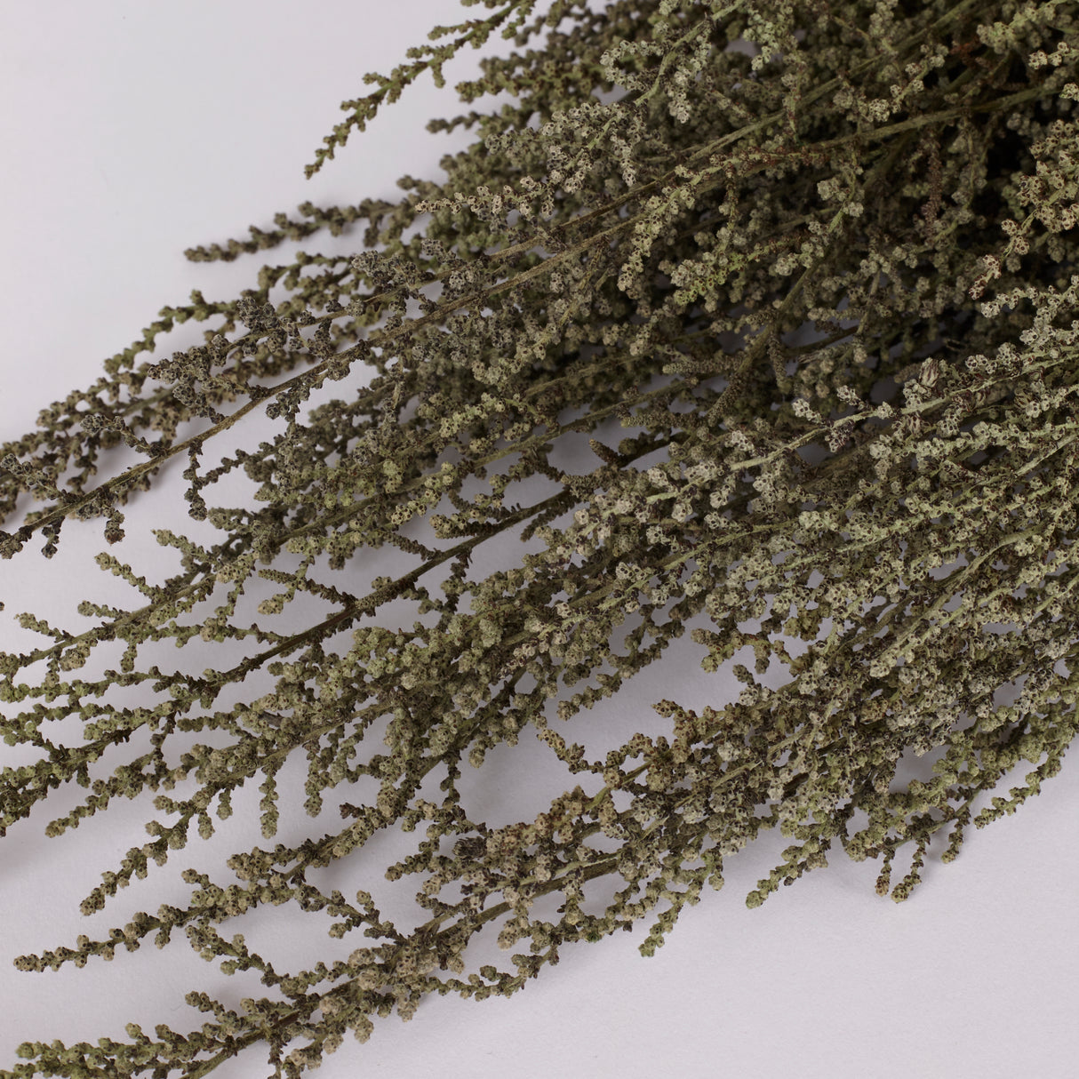 Stoebe, Preserved, Green, Bunch