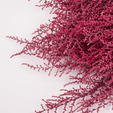 Stoebe, Preserved, Coral Pink, Bunch