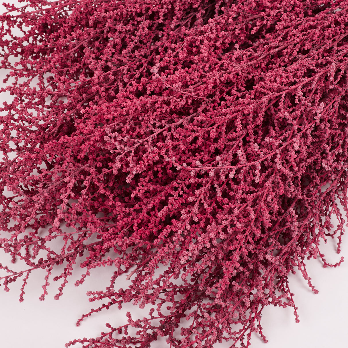 Stoebe, Preserved, Coral Pink, Bunch