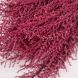 Stoebe, Preserved, Coral Pink, Bunch