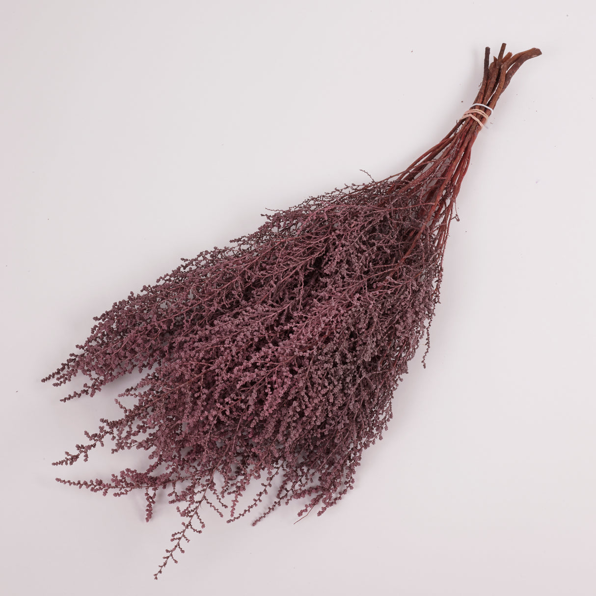 Stoebe, Preserved, Dusty Pink, Bunch