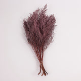 Stoebe, Preserved, Dusty Pink, Bunch