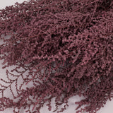 Stoebe, Preserved, Dusty Pink, Bunch