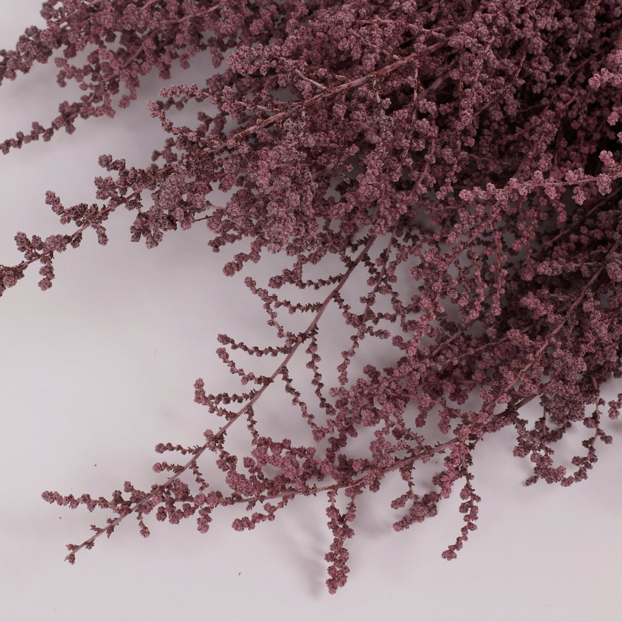 Stoebe, Preserved, Dusty Pink, Bunch