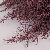 Stoebe, Preserved, Dusty Pink, Bunch