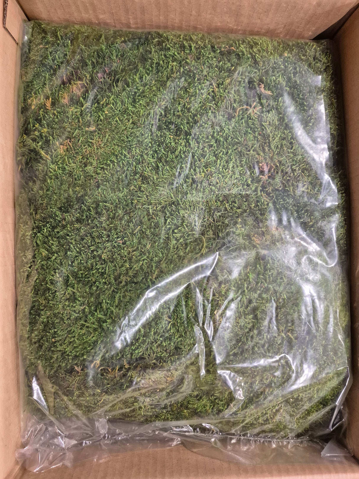 Flat Moss, Preserved, Green, box x 2kg
