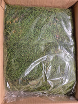 Flat Moss, Preserved, Green, box x 2kg